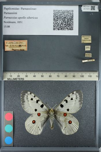 Media type: image;   Entomology 175075